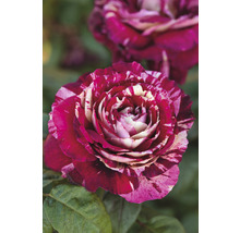 Nahaufnahme einer gestreiften Rose