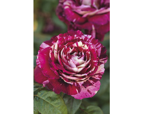 Gros plan d''une rose rayée