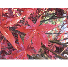 Érable rouge palmé Acer palmatum 'Atropurpureum' H 40-50 Co 3 l-thumb-4