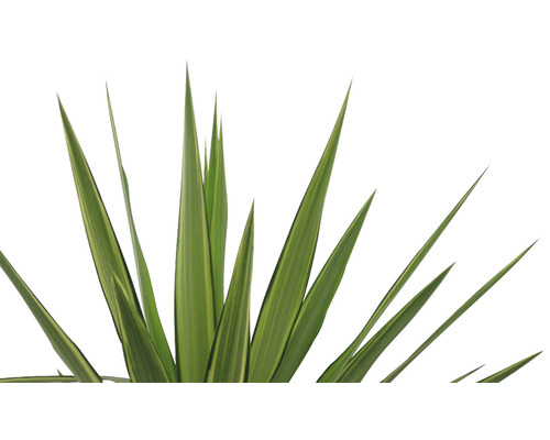 Neuseeländisches Gras mit langen, schmalen Blättern