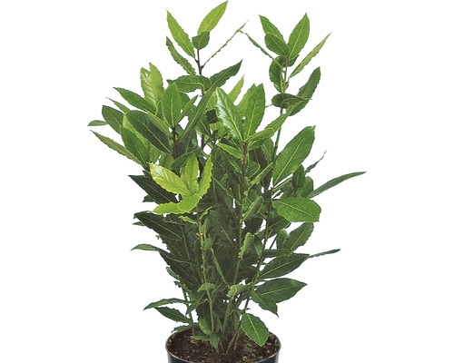Lorbeerbaum in einem Topf