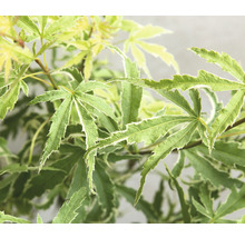 Érable du Japon Acer palmatum 'Butterfly' H 30-40 cm Co 3 l-thumb-7