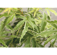 Érable du Japon Acer palmatum 'Butterfly' H 30-40 cm Co 3 l-thumb-8