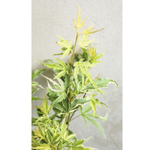 Érable du Japon Acer palmatum 'Butterfly' H 30-40 cm Co 3 l-thumb-6