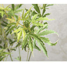 Érable du Japon Acer palmatum 'Butterfly' H 30-40 cm Co 3 l-thumb-0