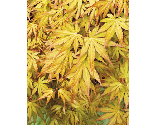 Érable palmé retombant Acer palmatum 'Cascade Gold' demi-tige 40 cm Co 3 l