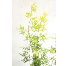 Érable du Japon vert Acer palmatum 'Emerald Lace' H 50-60 Co 3 l-thumb-9