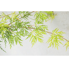 Érable du Japon vert Acer palmatum 'Emerald Lace' H 50-60 Co 3 l-thumb-10
