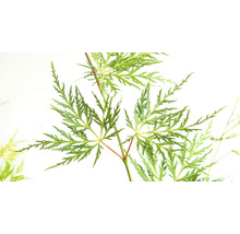 Érable du Japon vert Acer palmatum 'Emerald Lace' H 50-60 Co 3 l-thumb-1