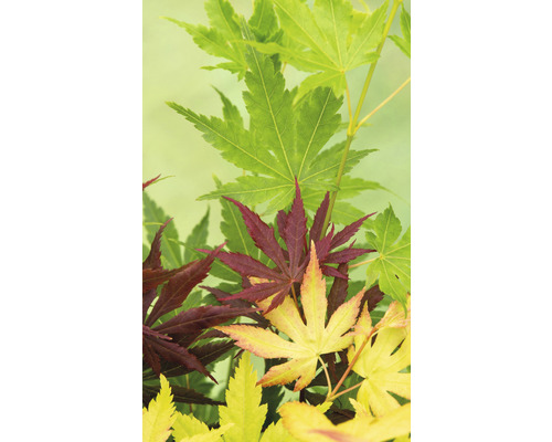 Gros plan de feuilles d''érable de différentes couleurs