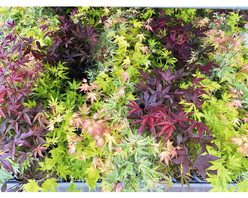 Érable du Japon à feuilles multicolores Acer palmatum 'Festival' H 40-50 cm Co 3 l Divers jeunes érables en pot