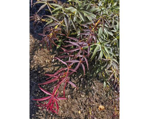 Érable palmé nain Acer palmatum 'Nimura Princess' demi-tige 40 cm Co 3 l