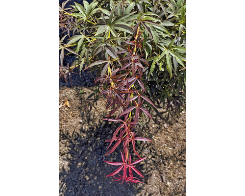 Érable avec des feuilles en forme d''étoile