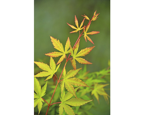 Fächerahorn Acer palmatum 'Sangokaku Winter Jewel' H 50-60 cm Co 3 L