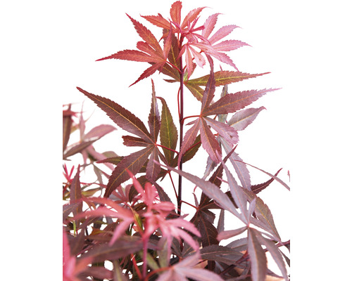 Japanischer Ahorn mit tief eingeschnittenen Blättern