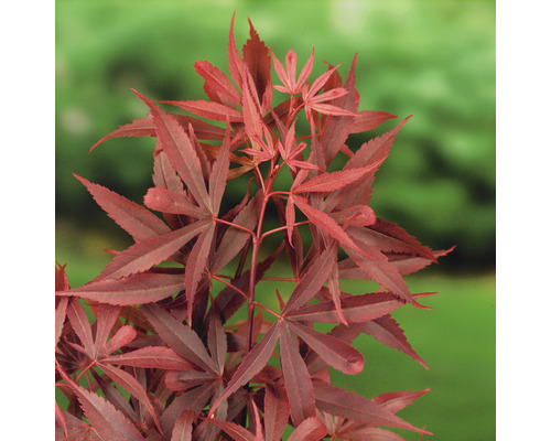 Japanischer Ahorn mit rotem Laub.