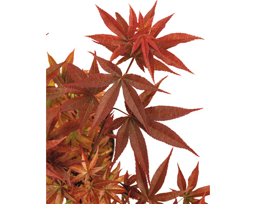 Japanischer Ahorn mit markanten Blättern