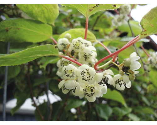 Nahaufnahme von Kiwipflanze mit Blüte