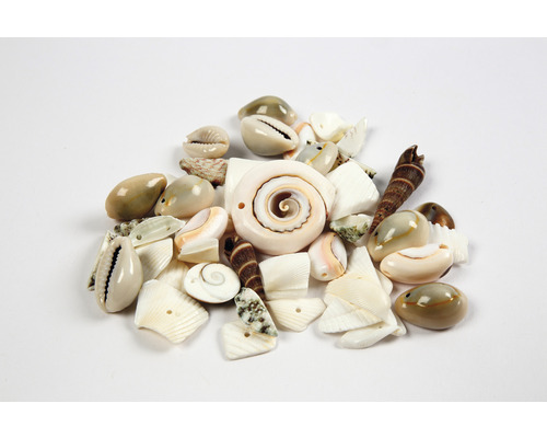 Verschiedene Muscheln für Dekorationszwecke
