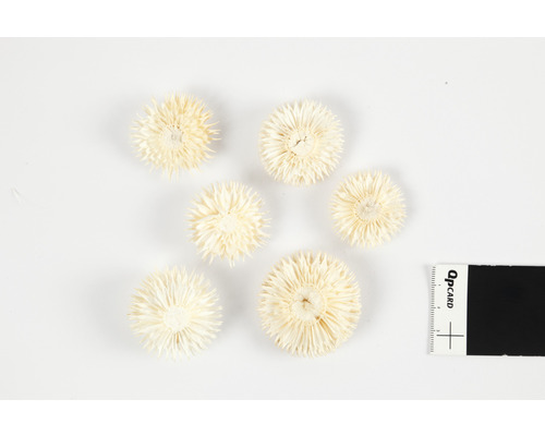 Six fleurs de paille sur une table
