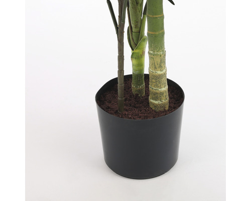 Bambou dans un pot de fleurs noir