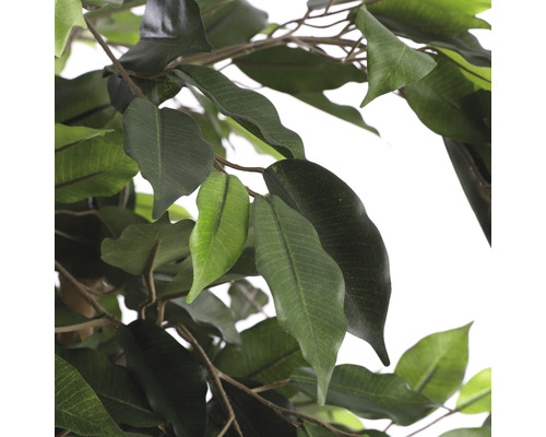 Gros plan d''un ficus artificiel avec des feuilles vertes.