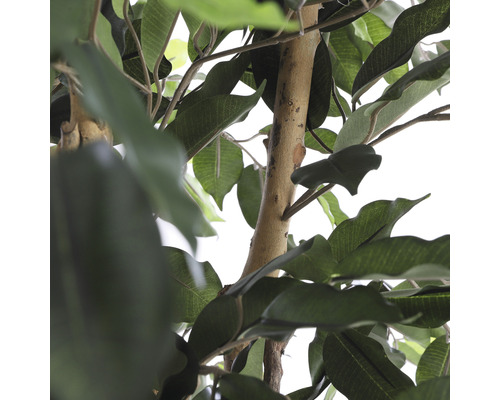 Gros plan sur un Ficus artificiel avec des feuilles et un tronc.