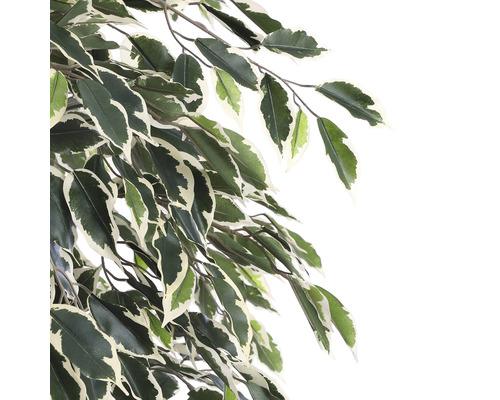 Branche d''une plante d''intérieur avec feuilles