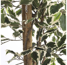 Gros plan sur un ficus artificiel avec des feuilles vertes et blanches