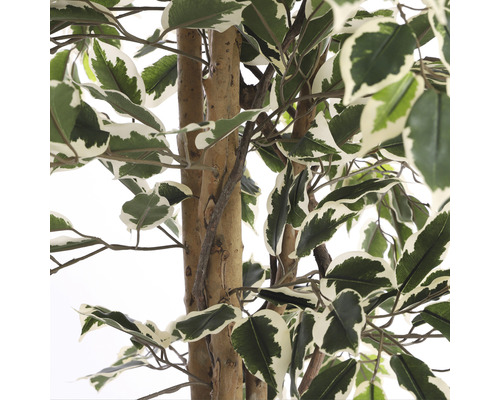 Gros plan sur un ficus artificiel avec des feuilles vertes et blanches