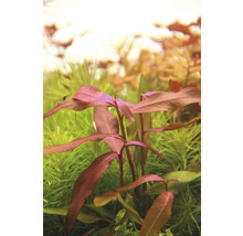 Wasserknöterich - Persicaria sp. 'Sao Paulo' pink