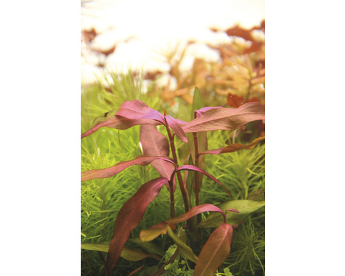 Plante d''aquarium avec des feuilles rouges