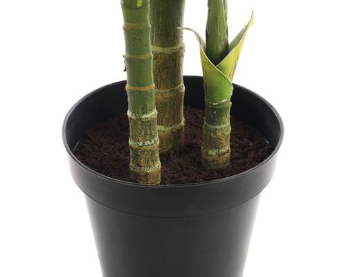 Bambou dans un pot de fleurs noir