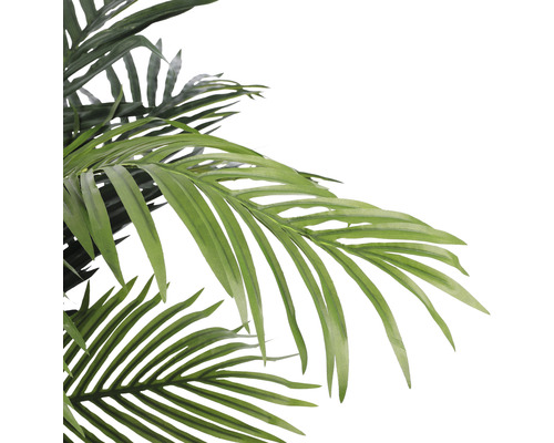 Gros plan sur des feuilles de palmier