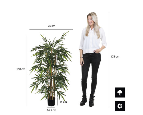 Plante de bambou avec dimensions et une personne pour comparer les tailles