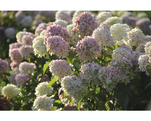 Gros plan d''un hortensia avec des fleurs blanches et roses