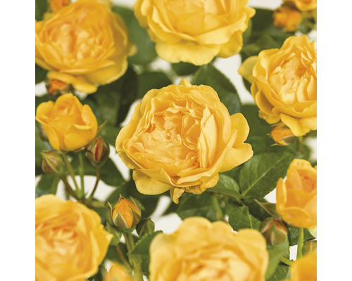Beetrose 'Absolutely Fabulous' Stammhöhe ca. 60 cm FloraSelf Rosa 'Absolutely Fabulous' Co 6,5 L gefüllte Blüten