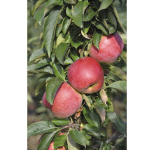 Pommier nain FloraSelf Malus domestica 'Pumila' arbuste h env. 80 cm Co 7,5 l autofécondant