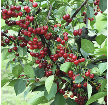 Cerisier avec beaucoup de cerises mûres et de feuilles vertes