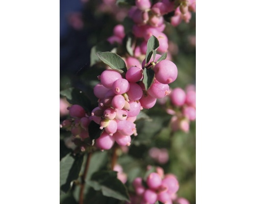 Gros plan d''une branche de symphorine à fruits roses