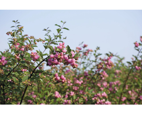Arbuste aux perles avec baies roses et feuilles vertes