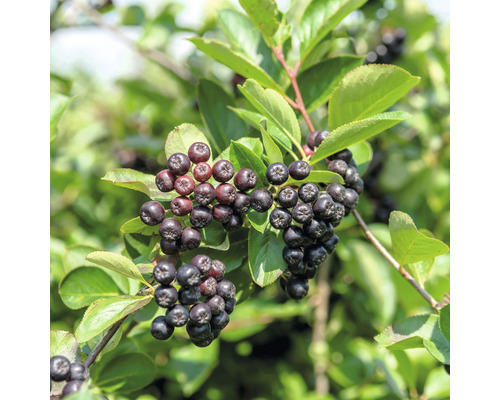 Plant d''aronia avec des baies noires et des feuilles vertes.