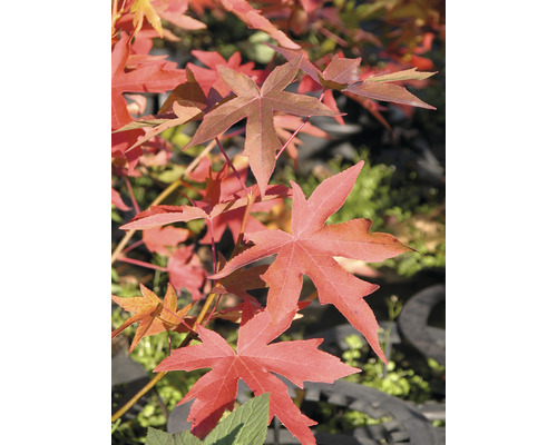 Nahaufnahme von Amberbaum-Blättern