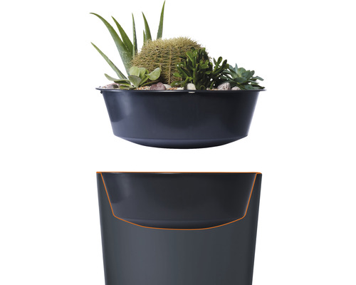 Schale mit Kakteen und Sukkulenten