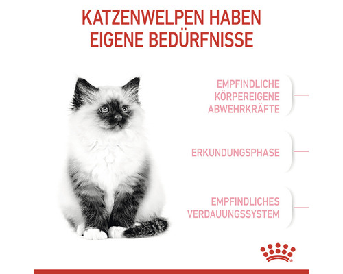 Katzenwelpe mit Informationen über besondere Bedürfnisse