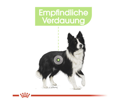Illustration eines Hundes mit dem Hinweis empfindliche Verdauung