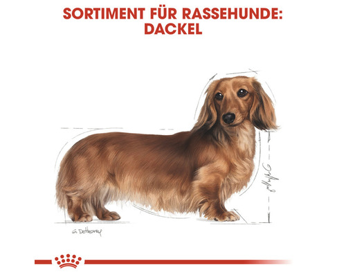 Illustration eines Dackels für Rassehunde Futter von Royal Canin