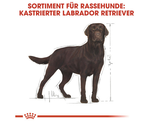 Illustration eines kastrierten Labrador Retrievers für Hundefutter