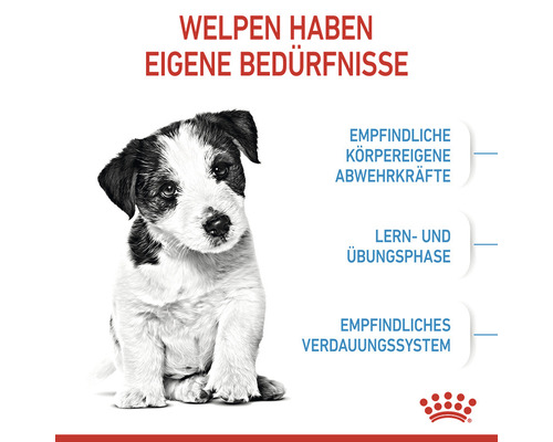 Welpe mit Informationen zu besonderen Bedürfnissen