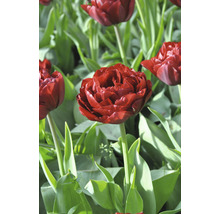 Bulbes FloraSelf tulipes 'Uncle Tom' 7 pces